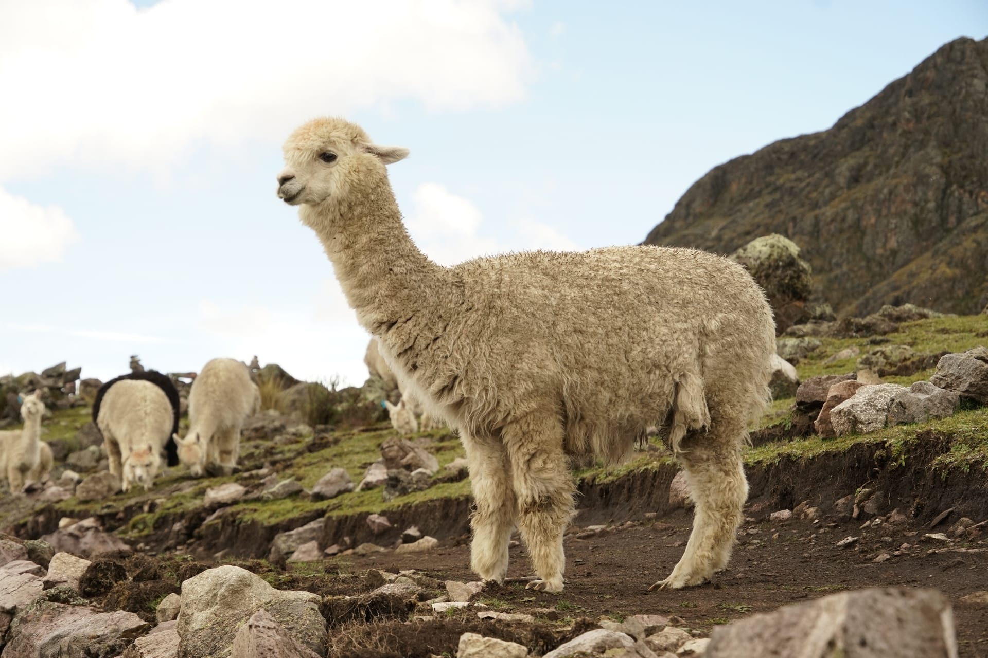 A cream-coloured alpaca with a thick woolly coat stands on rocky mountain ground, with more alpacas grazing behind it.