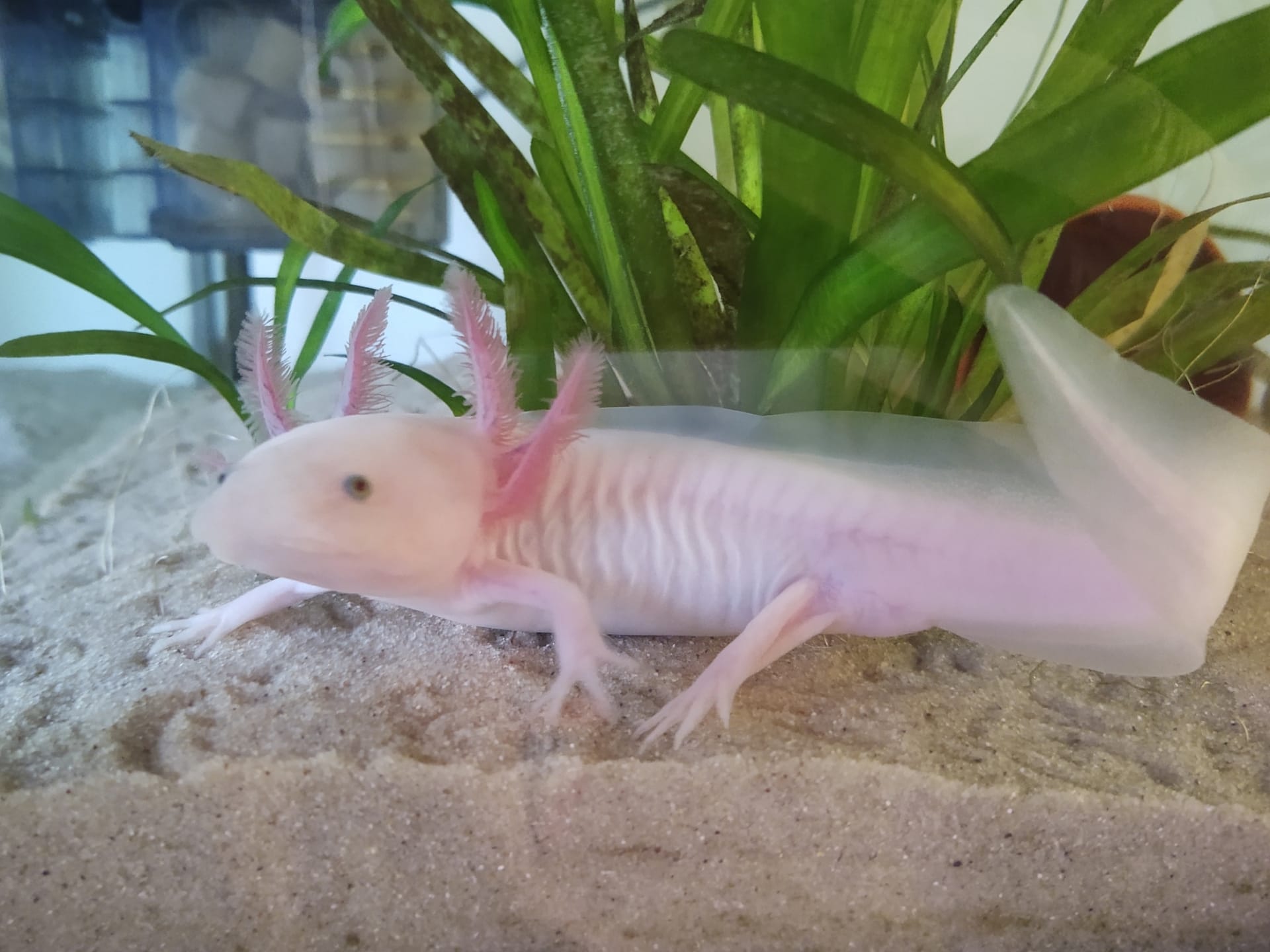 A pale pink axolotl with feathery pink gills rests on sand in front of green water plants, its see-through tail on the right.