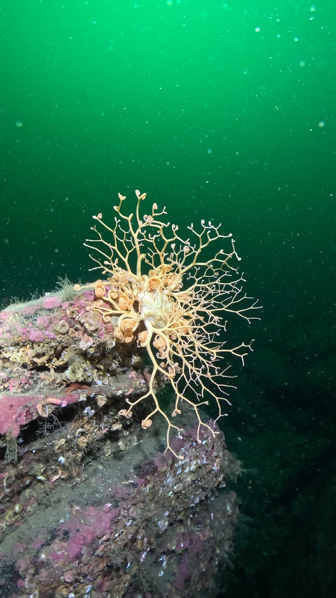 A pale orange basket star on a pink-crusted rock in green water, its arms forking into countless fine, curled tips.