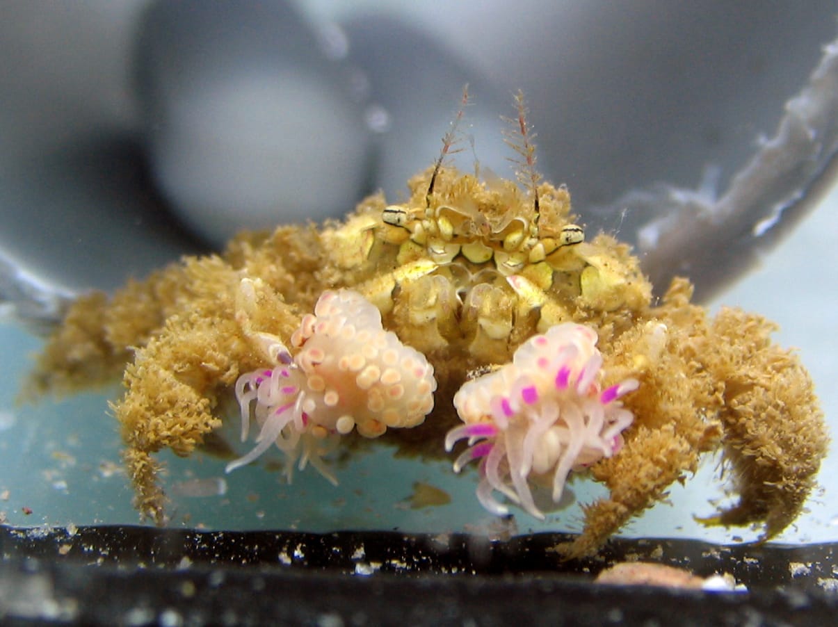 A fuzzy golden crab facing the camera, holding a small white sea anemone with pink-tipped tentacles in each claw.