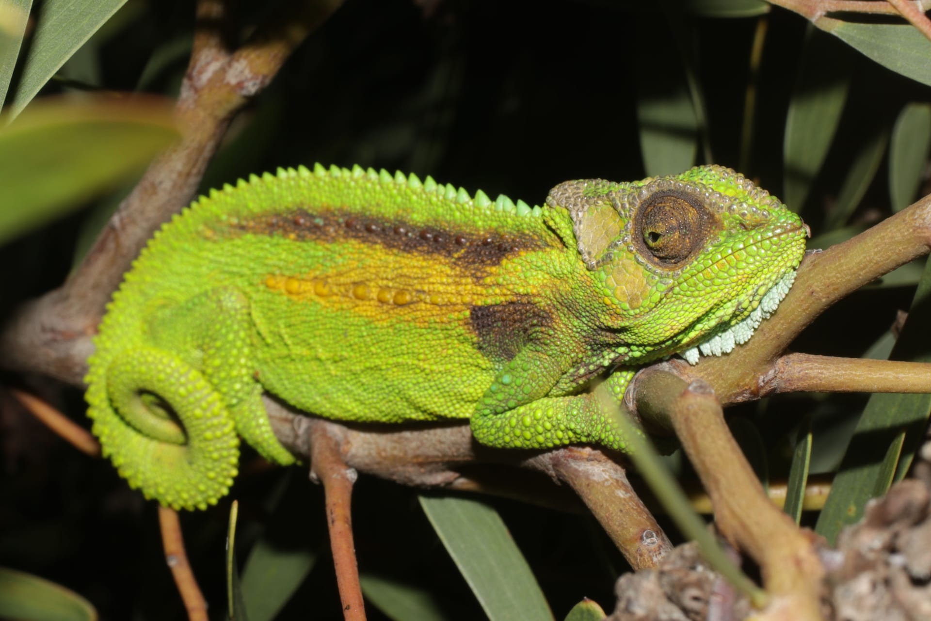 A bright green chameleon with a yellow and brown stripe along its side grips thin twigs, its tail curled into a spiral.