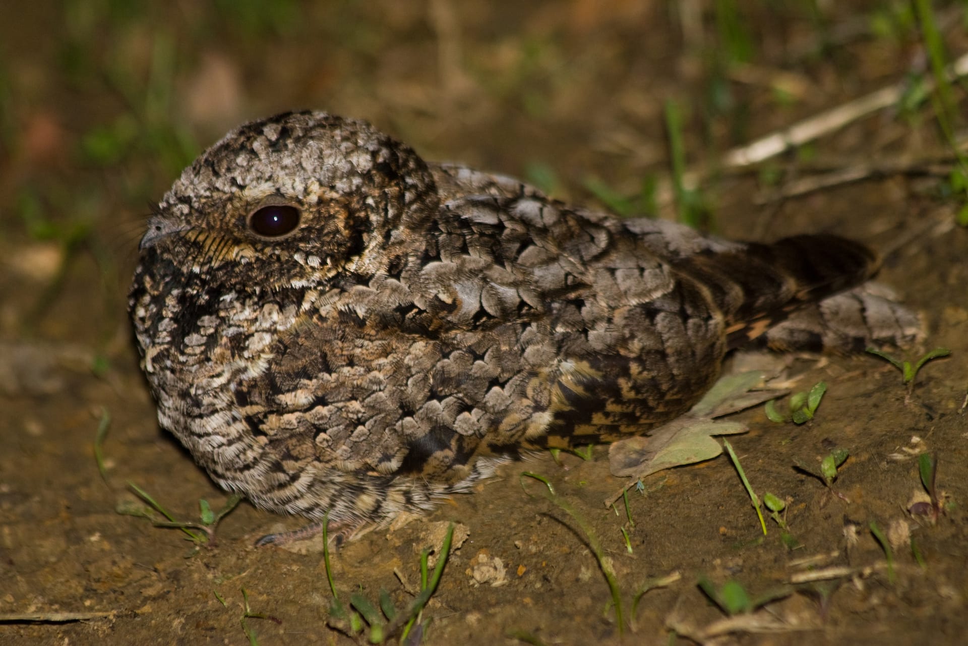 A mottled grey-brown poorwill with a large dark eye sits pressed flat against bare earth among small green shoots.