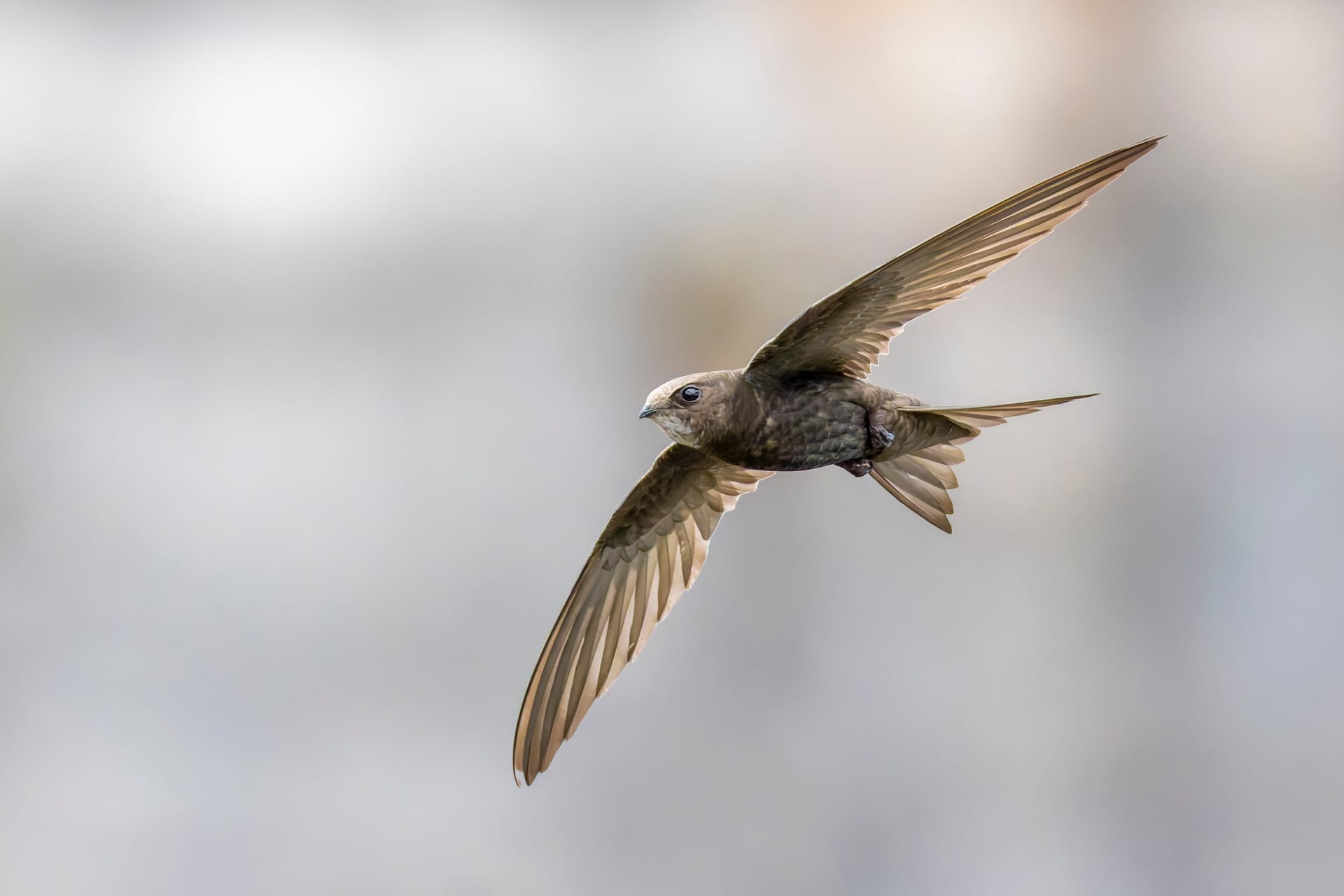 A common swift in flight against a soft grey background, its long, curved wings spread wide and its tail forked.