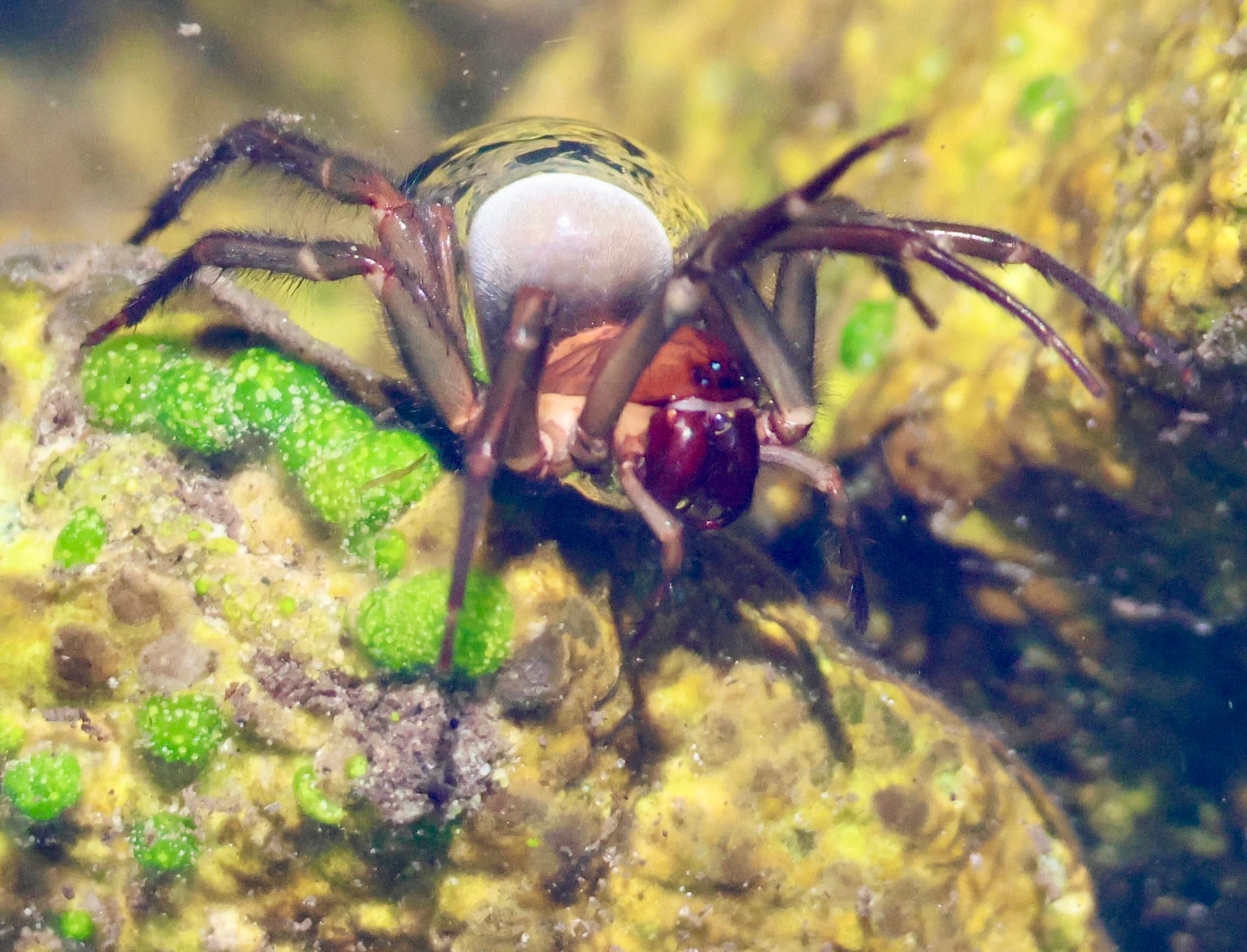 A brown spider underwater on an algae-covered stone, its body wrapped in a shiny silver bubble of air.