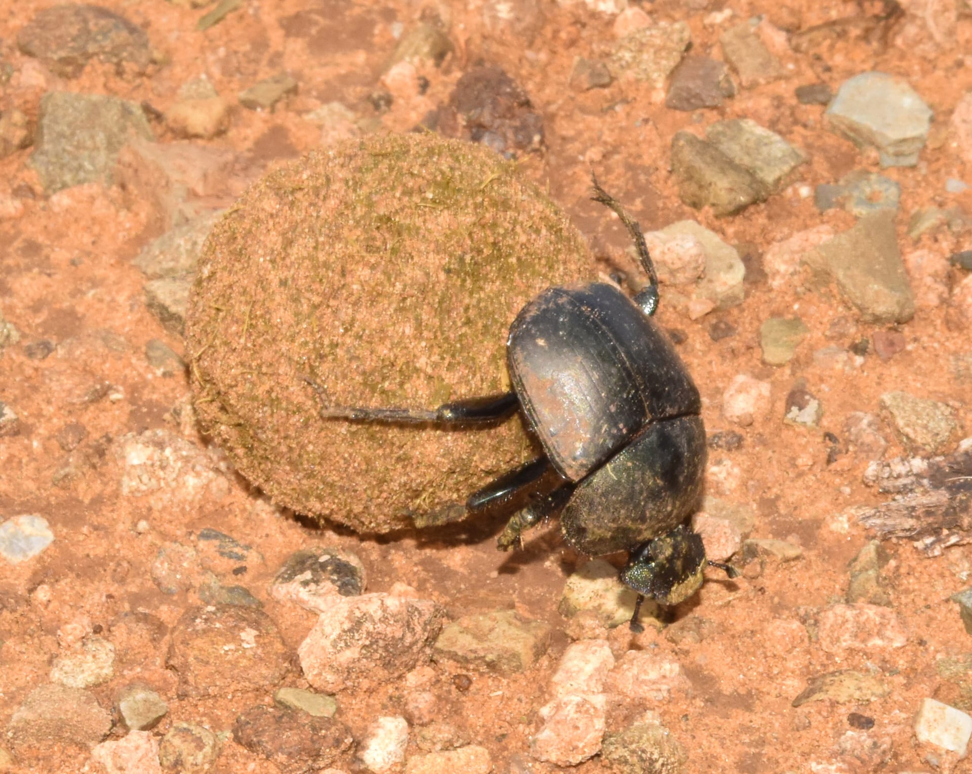 A black dung beetle with a faint green sheen pushing a ball of dung bigger than itself across red, stony ground.