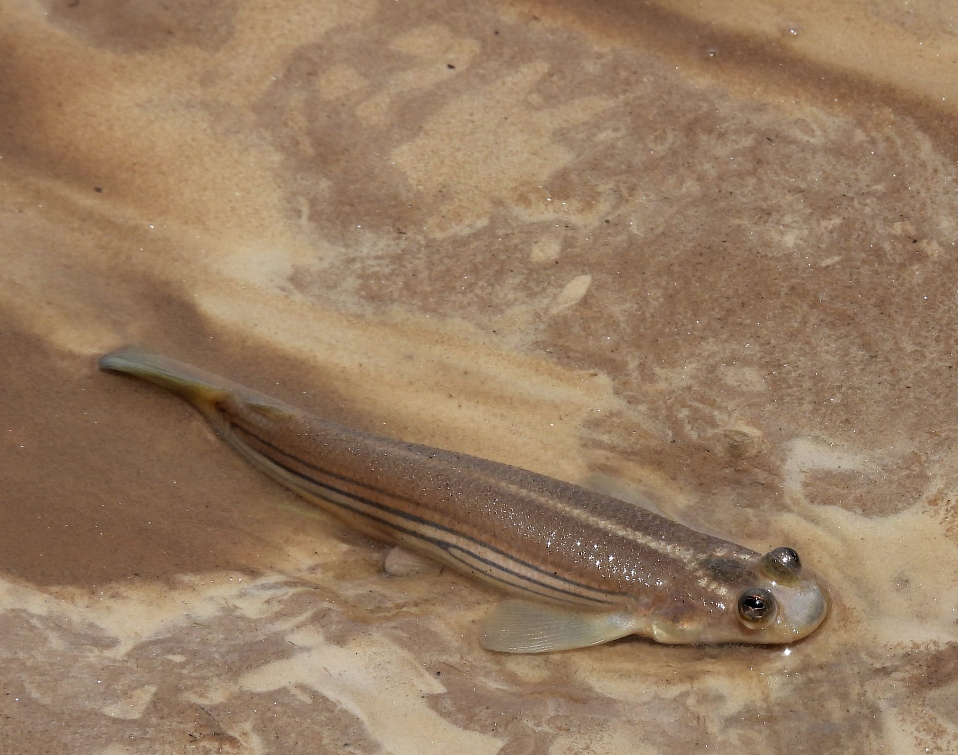 A slender, striped four-eyed fish lies in shallow water on sand, its bulging eyes raised on top of its head.