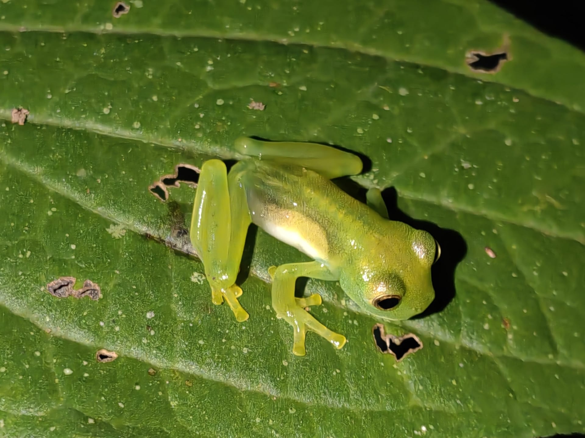 A small lime-green frog sitting on a leaf at night. Its legs and belly look partly see-through.