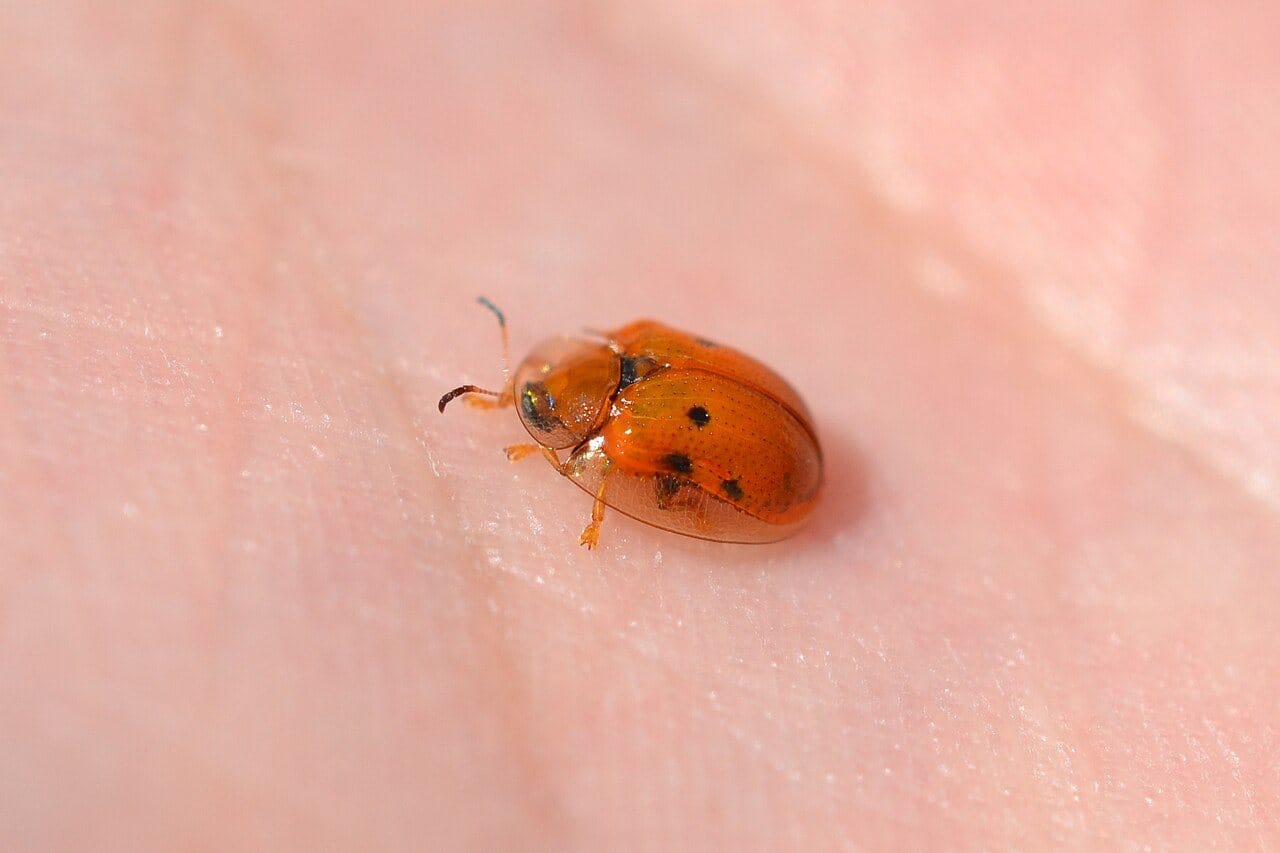 A tiny orange beetle with black spots and clear, glassy edges, walking across a person’s skin.