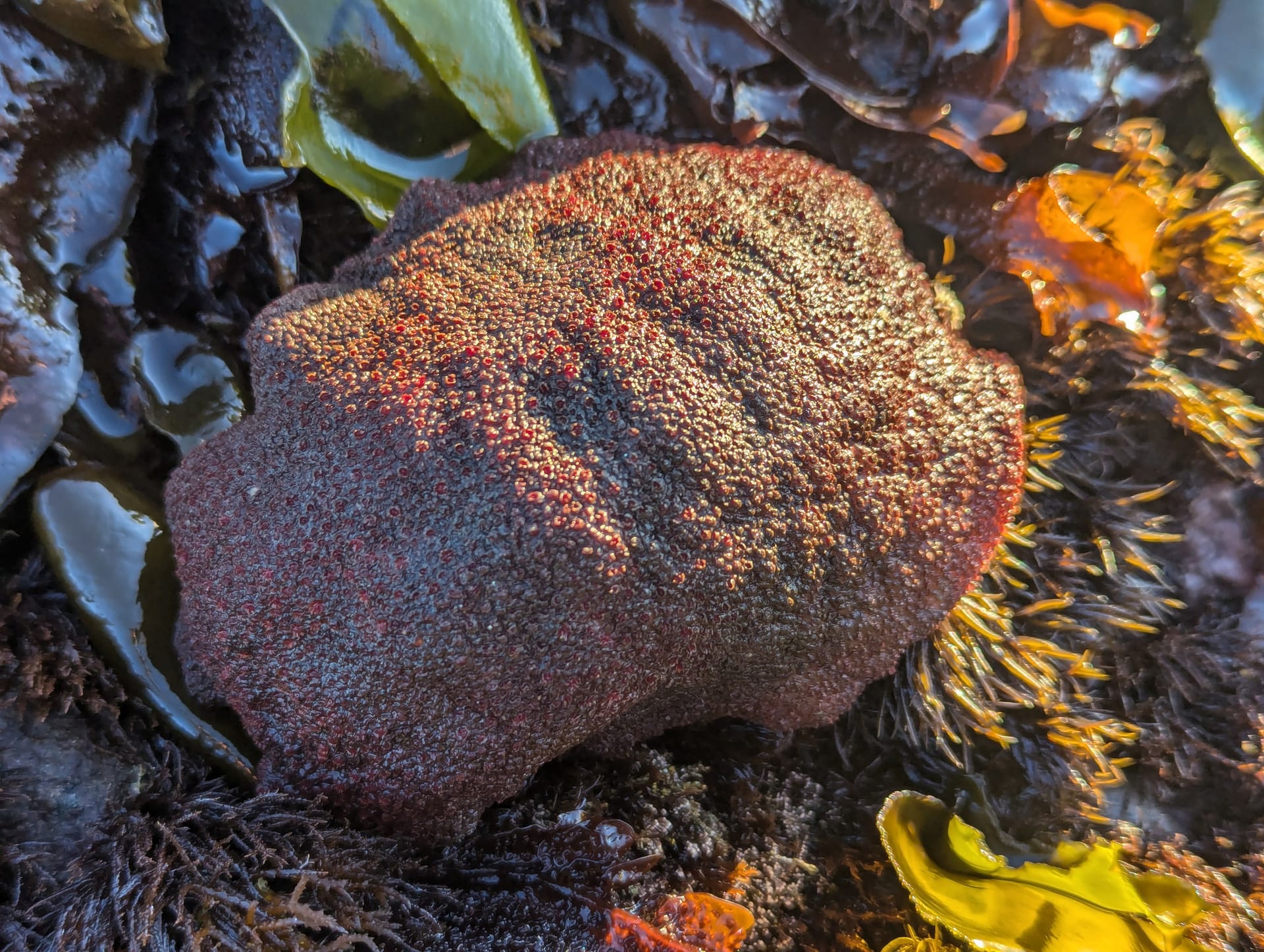 A large oval brick-red animal with a rough, pebbly leathery back resting among dark seaweed and yellow kelp.