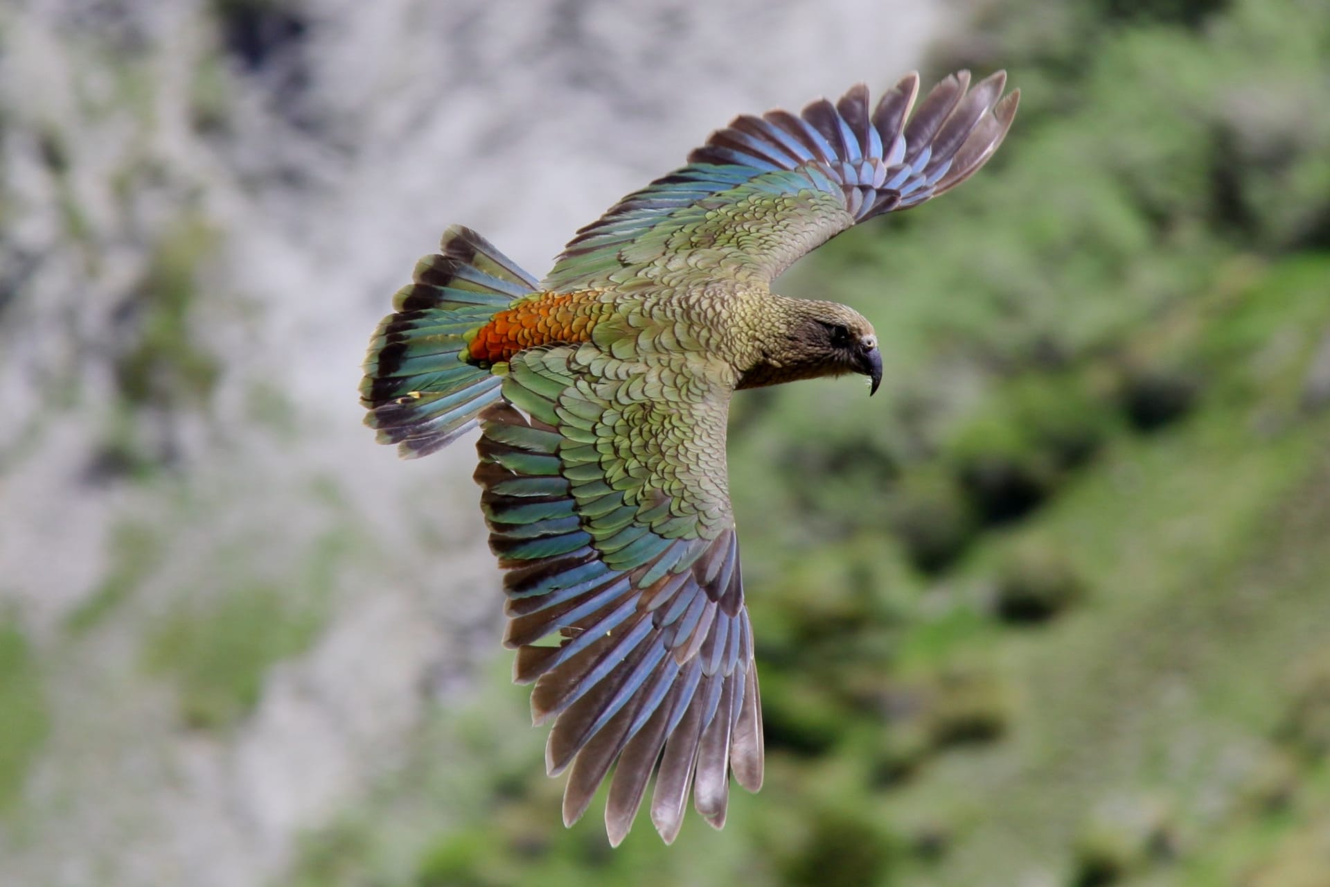 A kea in flight over a blurred mountainside. Its feathers are olive green and blue, with a bright orange patch near the tail.