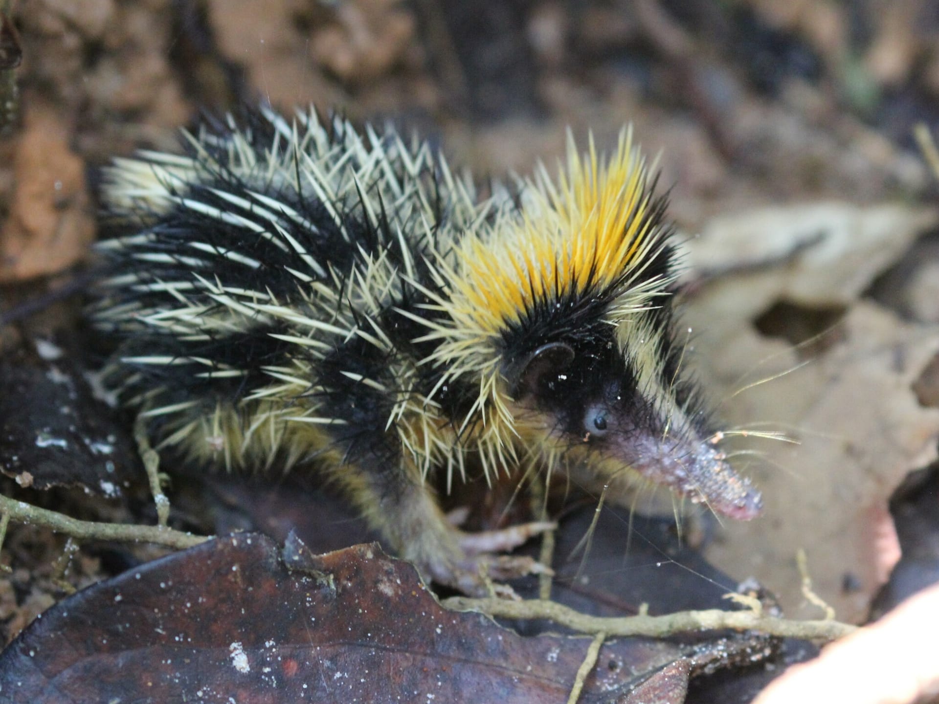A spiny tenrec with black and cream quills, a raised yellow crest and a long pink snout, standing on dark leaf litter.