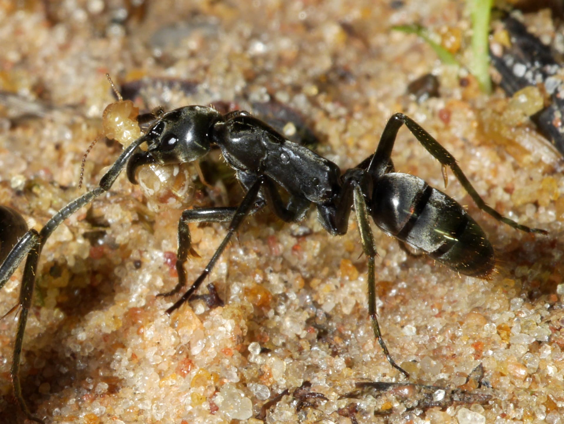 A glossy black ant on coarse sand, seen from the side, holding pale termites in its curved jaws, its long legs spread.