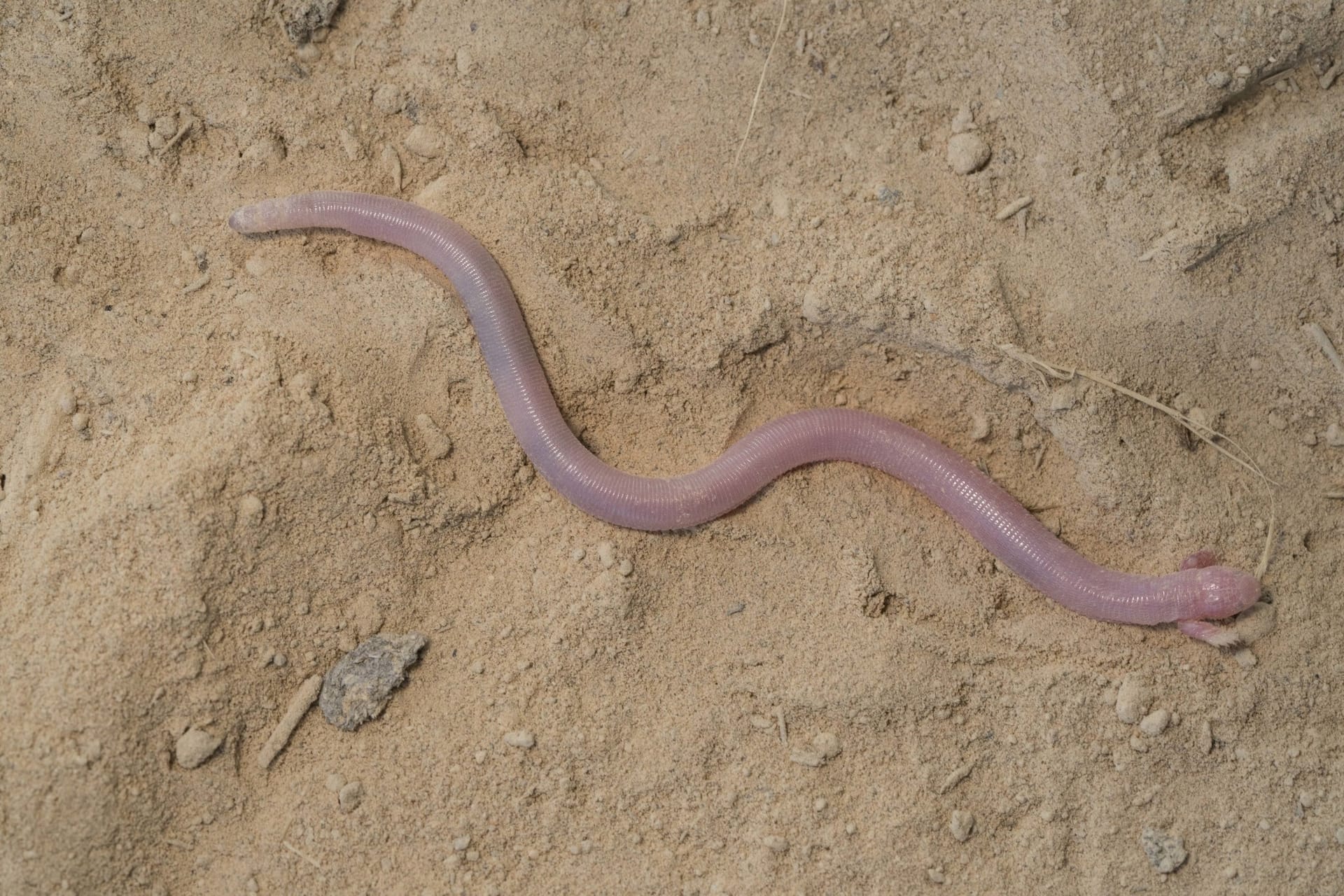 A pale pink, worm-like mole lizard lying in an S-curve on sandy soil, with two tiny clawed front legs beside its head.