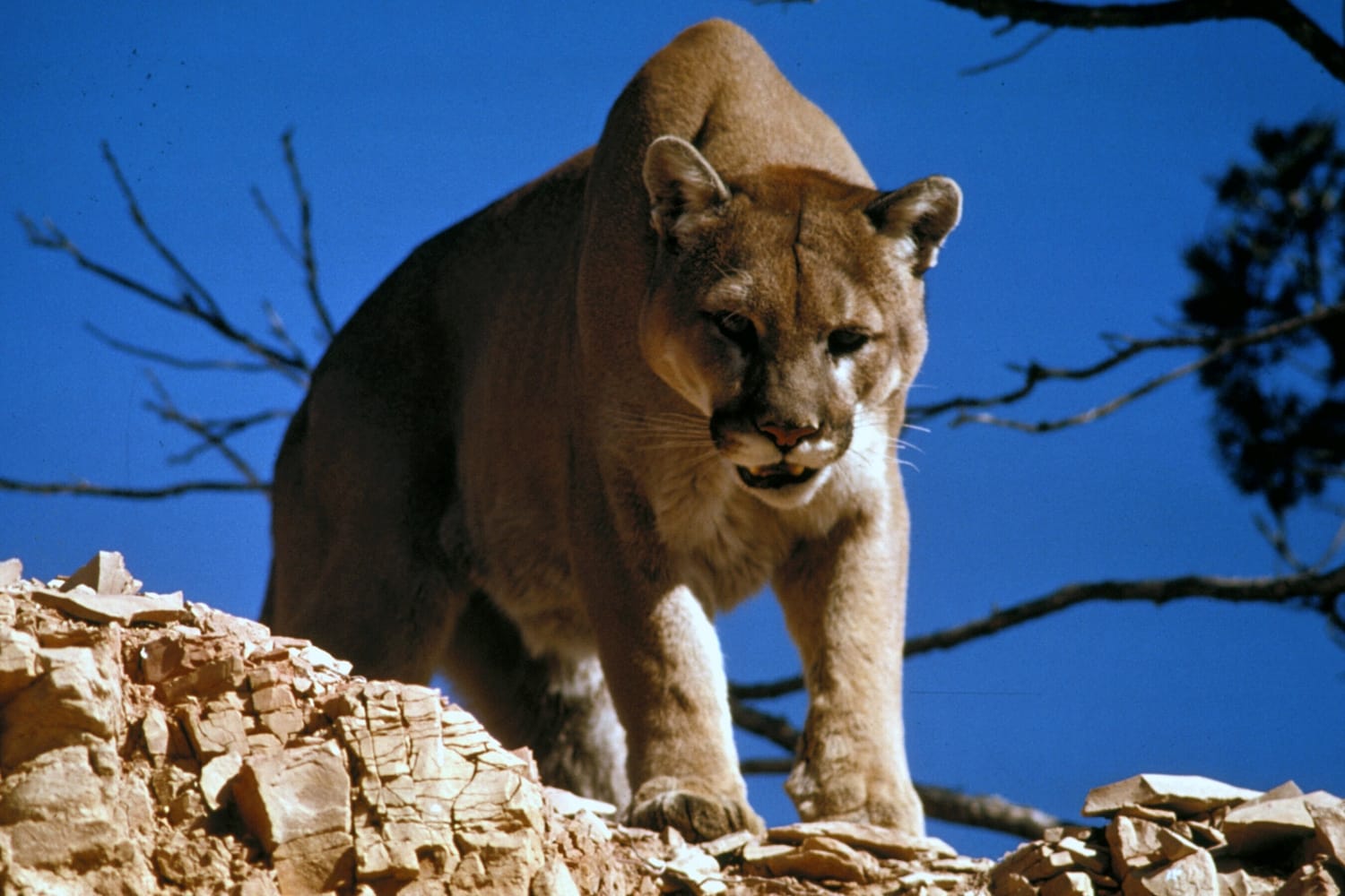 A tawny mountain lion steps over a rocky ledge towards the camera, against a deep blue sky and bare branches.