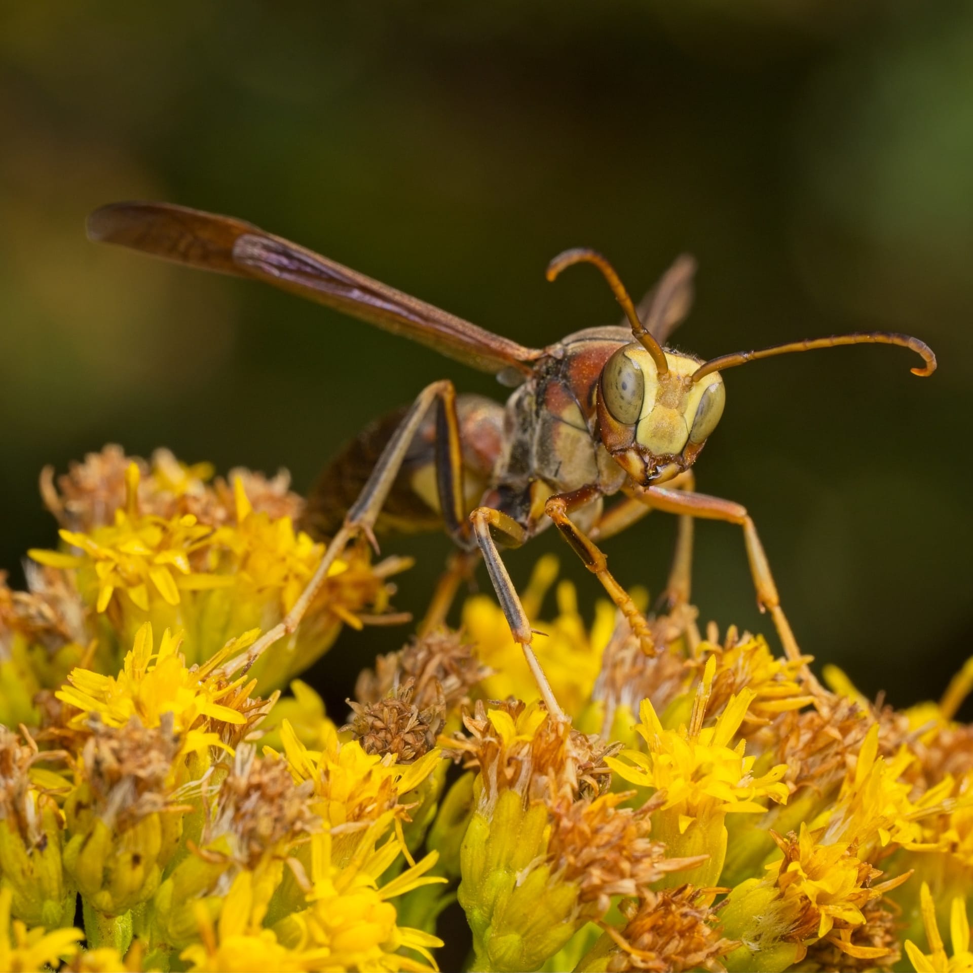 A reddish-brown paper wasp with a yellow face, large eyes and curled antennae stands on a cluster of yellow flowers.