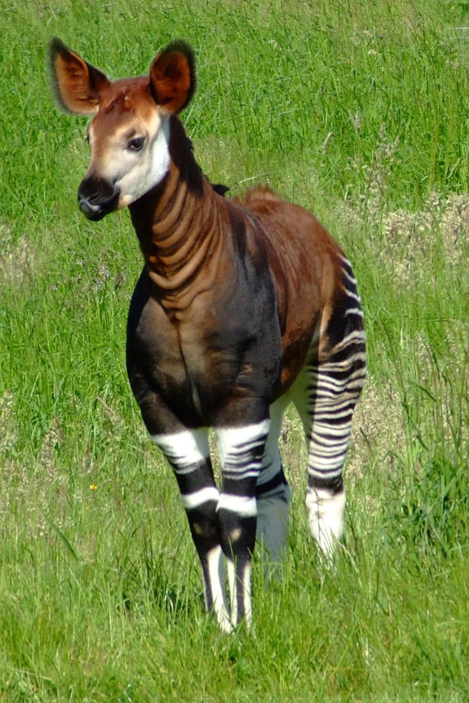 An okapi standing in long grass. Its body is reddish brown and its legs have bold black and white stripes.