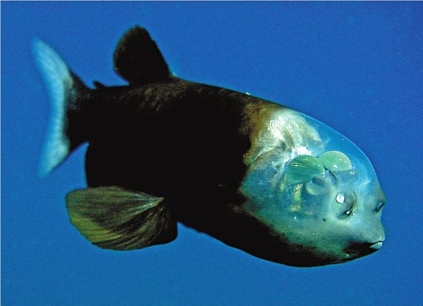 A dark fish in deep blue water. Its head is a clear dome with two green eyes inside.