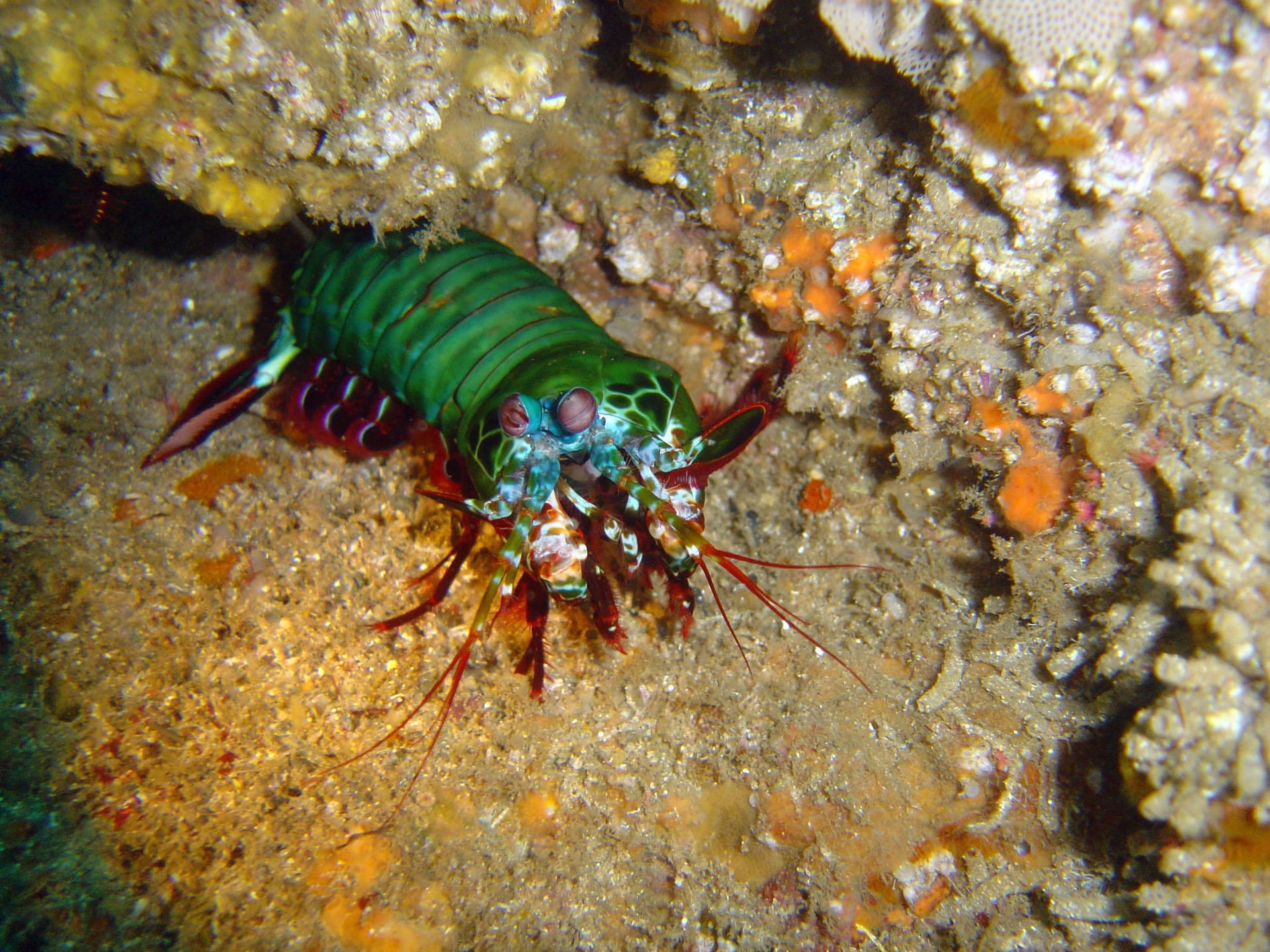 A peacock mantis shrimp on a reef, facing the camera. Its body is bright green, with red legs and large pinkish eyes on stalks.