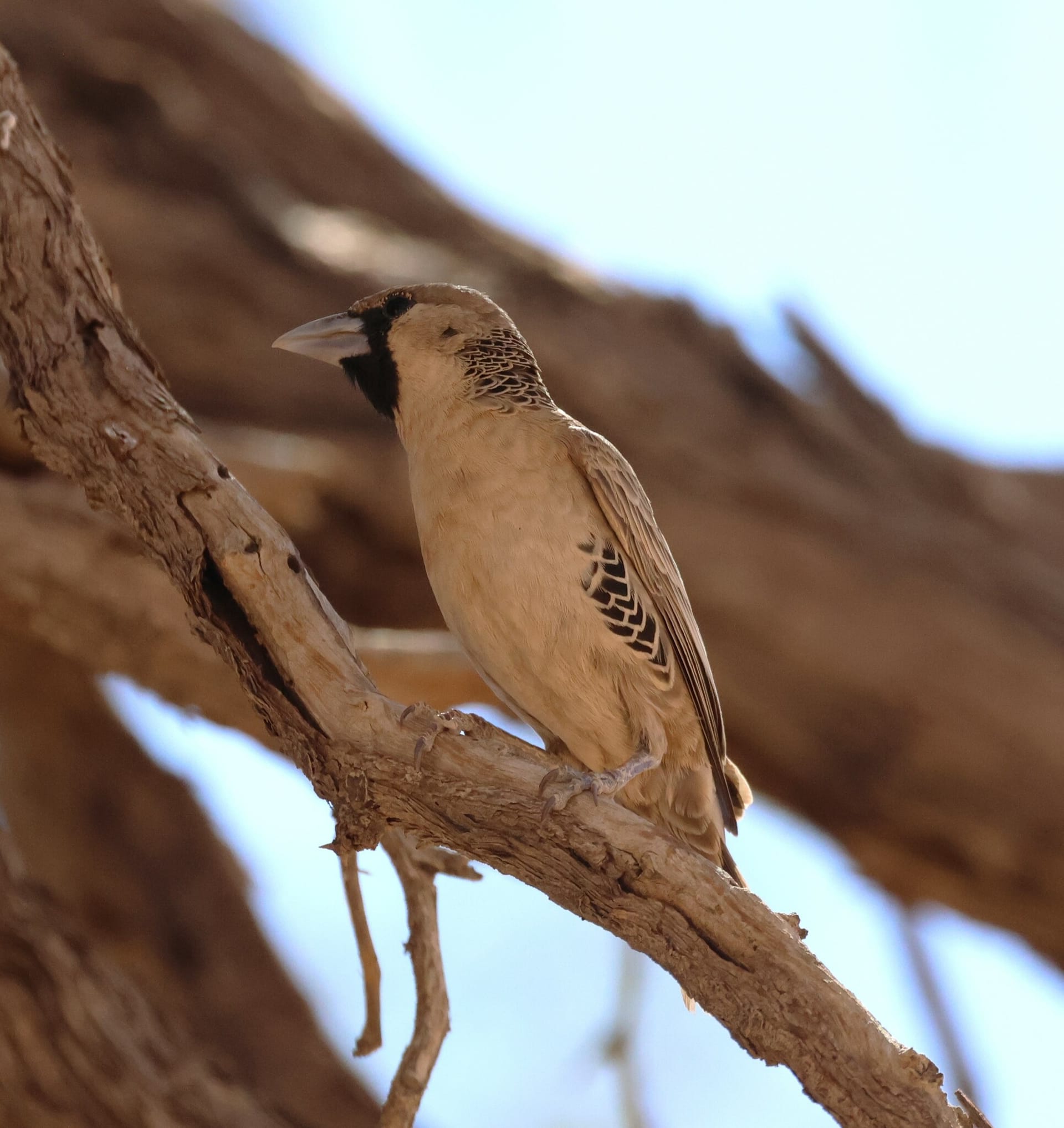 A sandy-brown sociable weaver with a pale bill, black chin and scaly black-and-white flank patch perches on a branch.