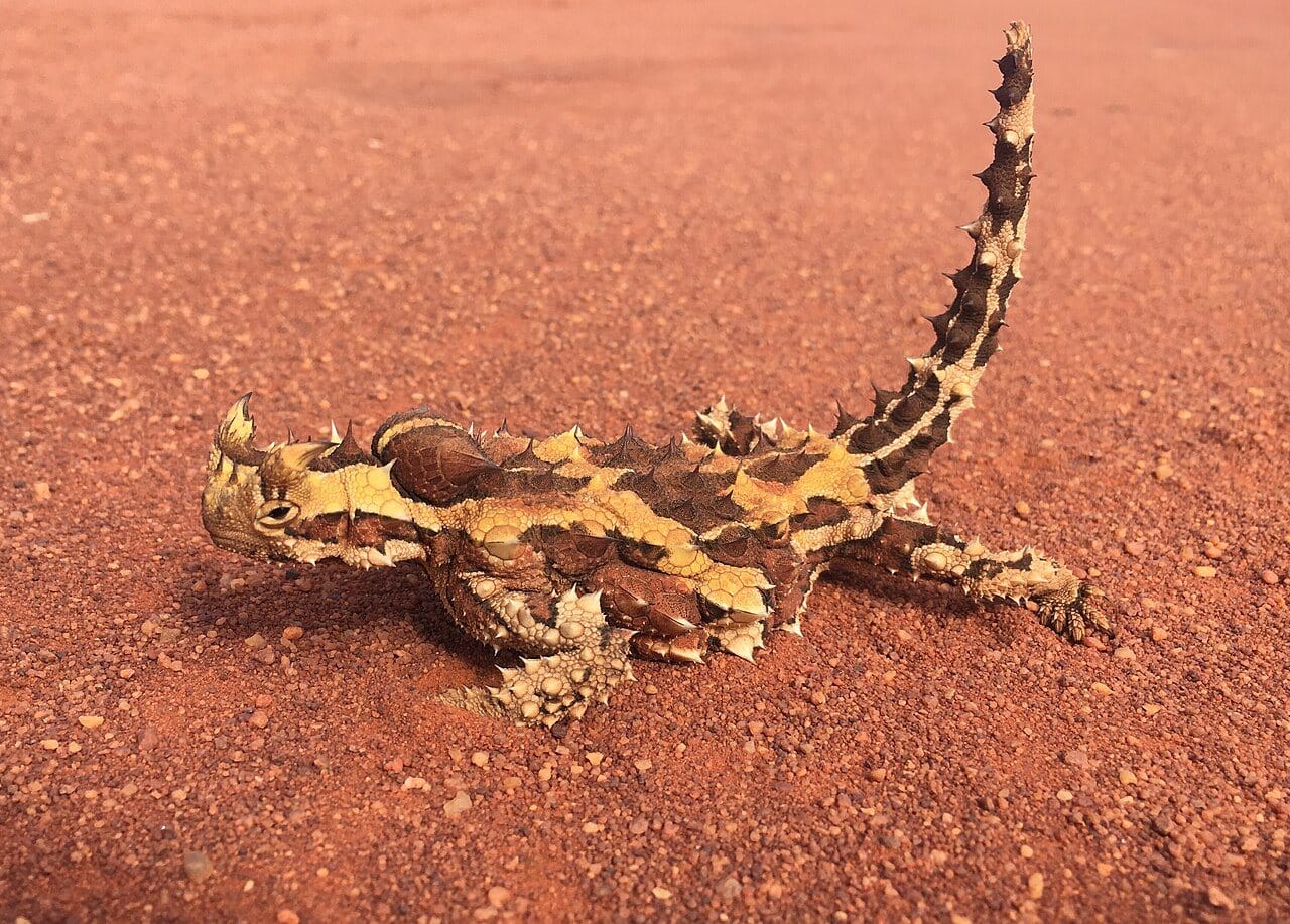 A spiky lizard, patterned yellow and dark brown, standing on red sand with its tail held up.