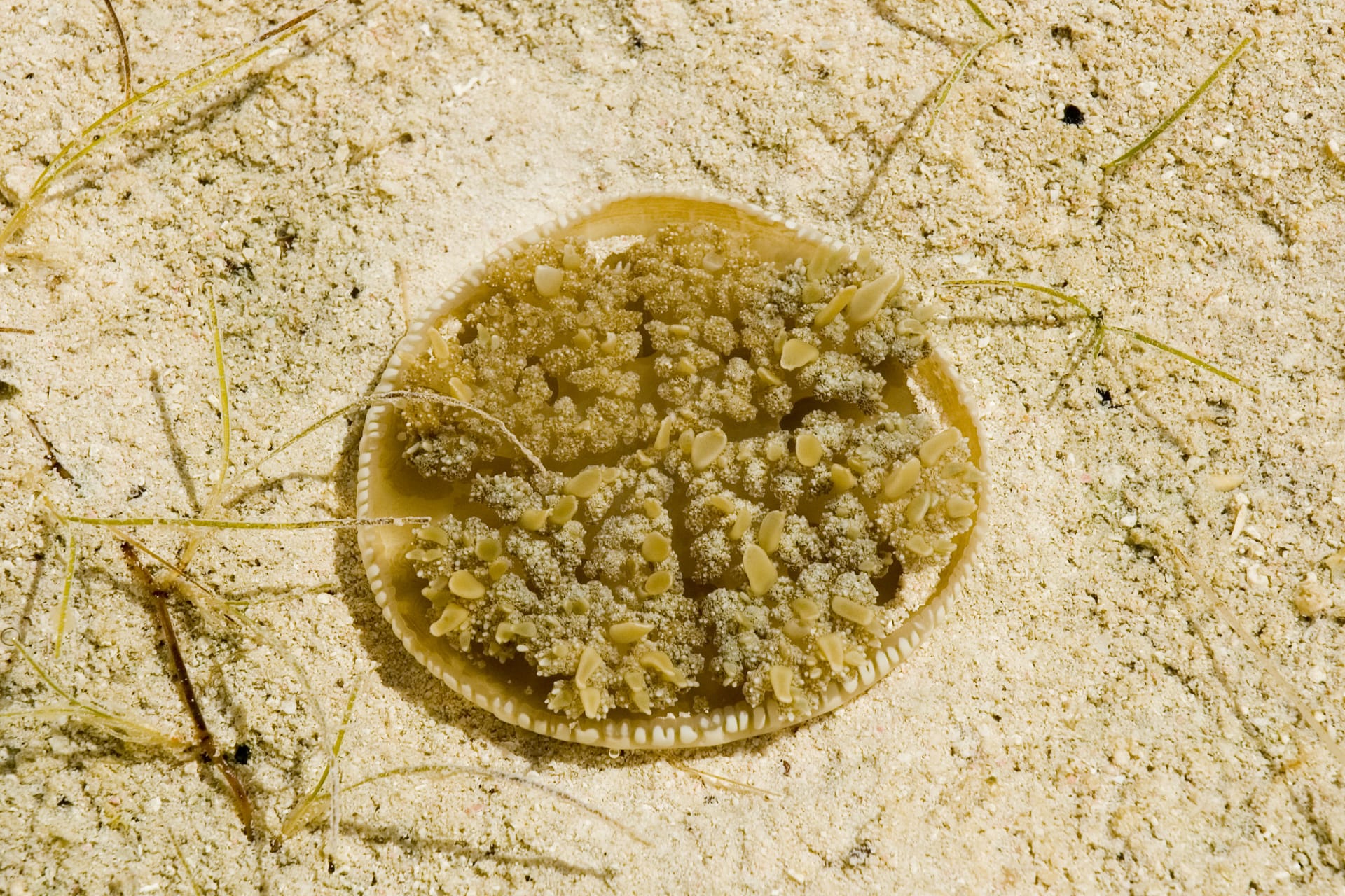 An upside-down jellyfish lies on pale sand, its frilly brownish arms facing up inside a round bell with a scalloped rim.
