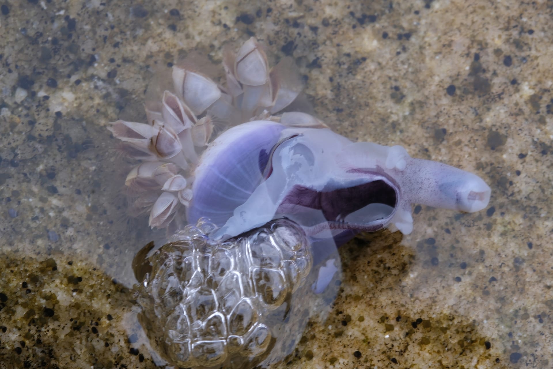A violet sea snail in clear shallow water, its pale purple body and snout stretched out beside a glassy raft of bubbles.