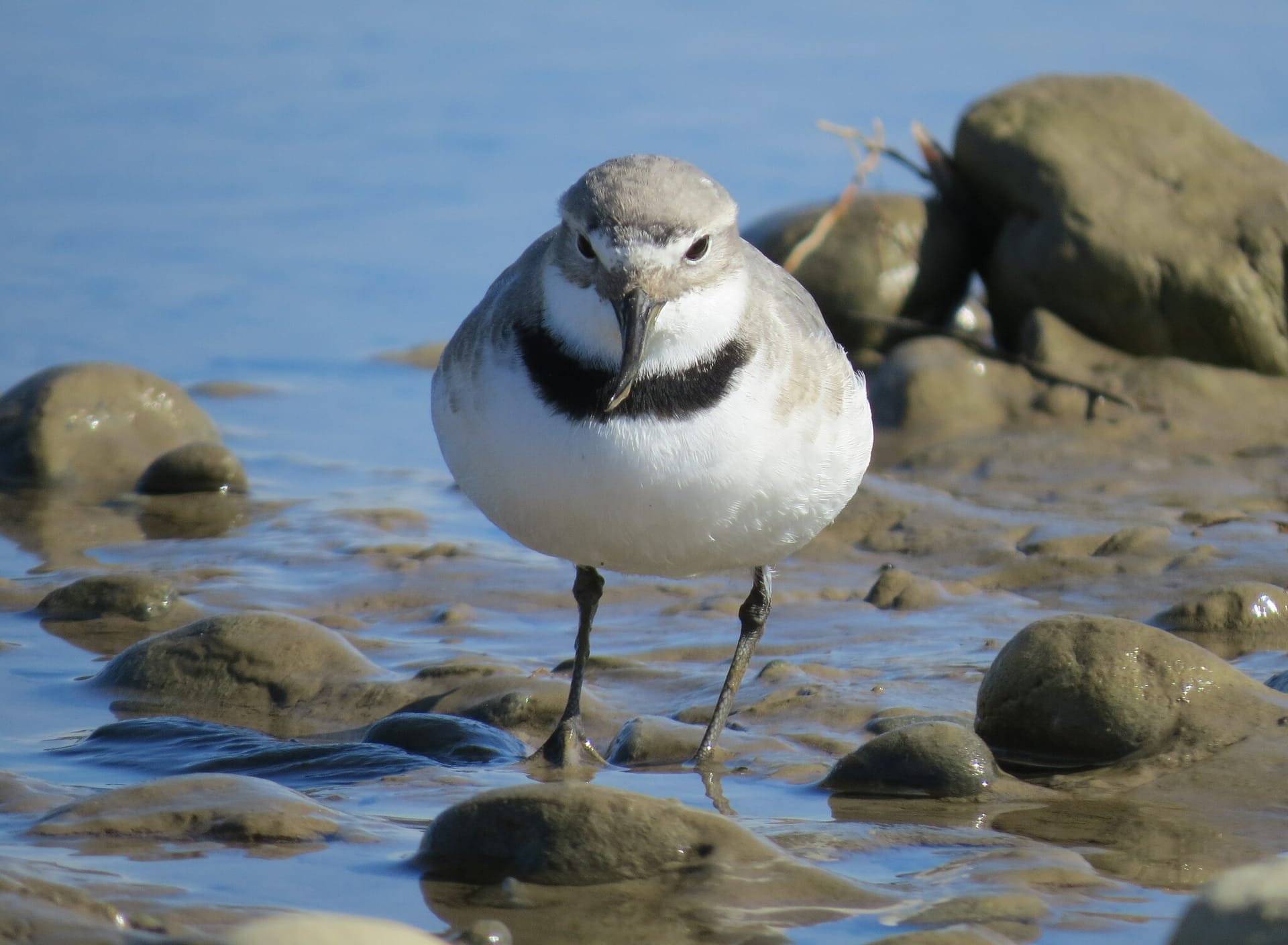A small grey-and-white wader with a black breast band faces the camera among wet stones, its black bill bent to its right.